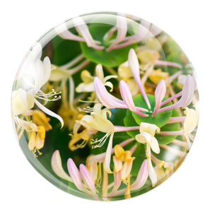 Fivfivgo® HPV Facial Filiform Warts Removal Cream 21 Fivfivgo® HPV Facial Filiform Warts Removal Cream